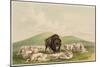 Buffalo Hunt, White Wolves Attacking a Buffalo Bull, 1844 (Hand-Coloured Litho)-George Catlin-Mounted Giclee Print