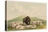 Buffalo Hunt, White Wolves Attacking a Buffalo Bull, 1844 (Hand-Coloured Litho)-George Catlin-Stretched Canvas