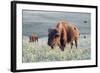 Buffalo in Custer State Park-Howie Garber-Framed Photographic Print