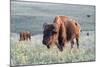 Buffalo in Custer State Park-Howie Garber-Mounted Photographic Print