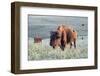 Buffalo in Custer State Park-Howie Garber-Framed Photographic Print