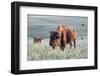 Buffalo in Custer State Park-Howie Garber-Framed Photographic Print