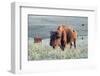 Buffalo in Custer State Park-Howie Garber-Framed Photographic Print