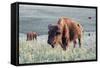 Buffalo in Custer State Park-Howie Garber-Framed Stretched Canvas