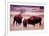 Buffalo In Meadow On Bell Ranch, 11/1972-The U.S. National Archives-Framed Art Print