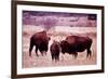 Buffalo In Meadow On Bell Ranch, 11/1972-The U.S. National Archives-Framed Art Print