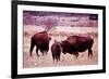 Buffalo In Meadow On Bell Ranch, 11/1972-The U.S. National Archives-Framed Art Print