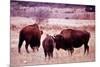 Buffalo In Meadow On Bell Ranch, 11/1972-The U.S. National Archives-Mounted Art Print