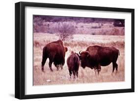 Buffalo In Meadow On Bell Ranch, 11/1972-The U.S. National Archives-Framed Art Print