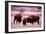 Buffalo In Meadow On Bell Ranch, 11/1972-The U.S. National Archives-Framed Art Print