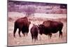 Buffalo In Meadow On Bell Ranch, 11/1972-The U.S. National Archives-Mounted Art Print