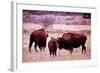 Buffalo In Meadow On Bell Ranch, 11/1972-The U.S. National Archives-Framed Art Print