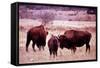 Buffalo In Meadow On Bell Ranch, 11/1972-The U.S. National Archives-Framed Stretched Canvas