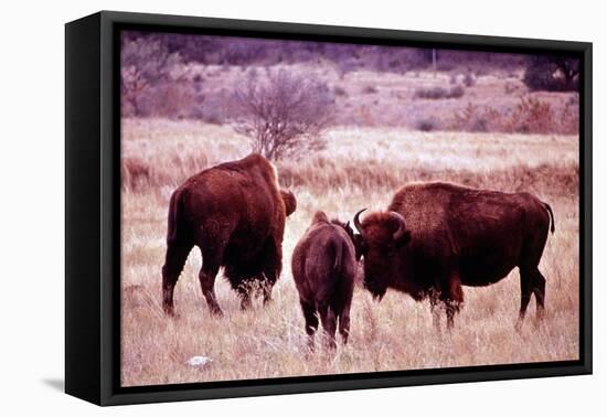 Buffalo In Meadow On Bell Ranch, 11/1972-The U.S. National Archives-Framed Stretched Canvas