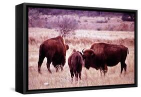 Buffalo In Meadow On Bell Ranch, 11/1972-The U.S. National Archives-Framed Stretched Canvas