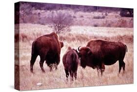 Buffalo In Meadow On Bell Ranch, 11/1972-The U.S. National Archives-Stretched Canvas