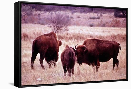 Buffalo In Meadow On Bell Ranch, 11/1972-The U.S. National Archives-Framed Stretched Canvas