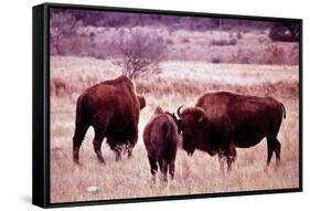 Buffalo In Meadow On Bell Ranch, 11/1972-The U.S. National Archives-Framed Stretched Canvas