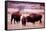 Buffalo In Meadow On Bell Ranch, 11/1972-The U.S. National Archives-Framed Stretched Canvas