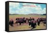 Buffalo in Oklahoma-null-Framed Stretched Canvas