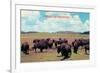 Buffalo in Oklahoma-null-Framed Premium Giclee Print