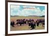 Buffalo in Oklahoma-null-Framed Premium Giclee Print