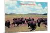 Buffalo in Oklahoma-null-Mounted Premium Giclee Print