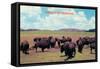 Buffalo in Oklahoma-null-Framed Stretched Canvas