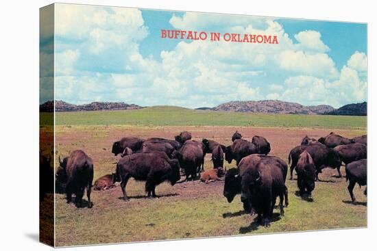 Buffalo in Oklahoma-null-Stretched Canvas