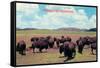 Buffalo in Oklahoma-null-Framed Stretched Canvas