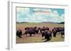 Buffalo in Oklahoma-null-Framed Art Print