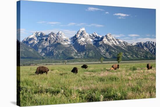 Buffalo in the Tetons-jclark-Stretched Canvas