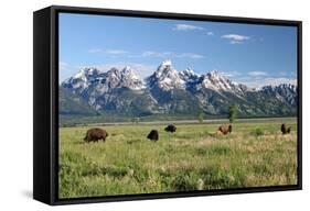 Buffalo in the Tetons-jclark-Framed Stretched Canvas