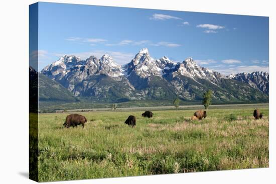 Buffalo in the Tetons-jclark-Stretched Canvas