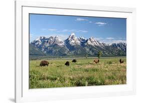 Buffalo in the Tetons-jclark-Framed Photographic Print