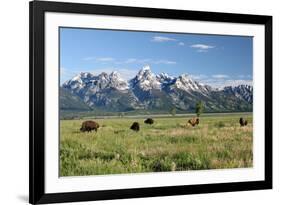 Buffalo in the Tetons-jclark-Framed Photographic Print