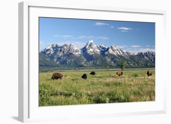 Buffalo in the Tetons-jclark-Framed Photographic Print