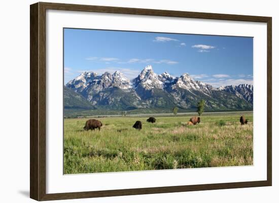 Buffalo in the Tetons-jclark-Framed Photographic Print