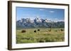 Buffalo in the Tetons-jclark-Framed Photographic Print