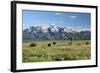 Buffalo in the Tetons-jclark-Framed Photographic Print