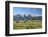 Buffalo in the Tetons-jclark-Framed Photographic Print