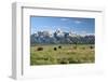 Buffalo in the Tetons-jclark-Framed Photographic Print