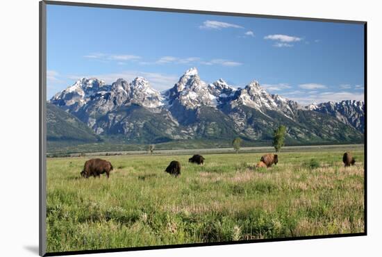 Buffalo in the Tetons-jclark-Mounted Photographic Print
