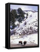 Buffalo in Winter Snow, Yellowstone National Park, Wyoming, USA-Paul Souders-Framed Stretched Canvas