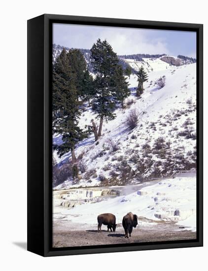 Buffalo in Winter Snow, Yellowstone National Park, Wyoming, USA-Paul Souders-Framed Stretched Canvas