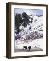 Buffalo in Winter Snow, Yellowstone National Park, Wyoming, USA-Paul Souders-Framed Photographic Print