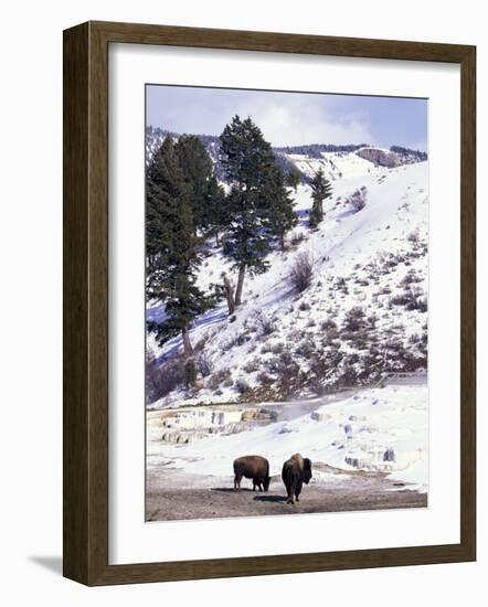 Buffalo in Winter Snow, Yellowstone National Park, Wyoming, USA-Paul Souders-Framed Photographic Print