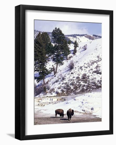 Buffalo in Winter Snow, Yellowstone National Park, Wyoming, USA-Paul Souders-Framed Photographic Print