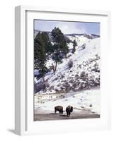Buffalo in Winter Snow, Yellowstone National Park, Wyoming, USA-Paul Souders-Framed Photographic Print