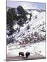 Buffalo in Winter Snow, Yellowstone National Park, Wyoming, USA-Paul Souders-Mounted Photographic Print